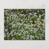 Carte Postale Fleurs (Devant)