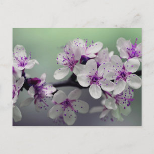 carte postale fleurs