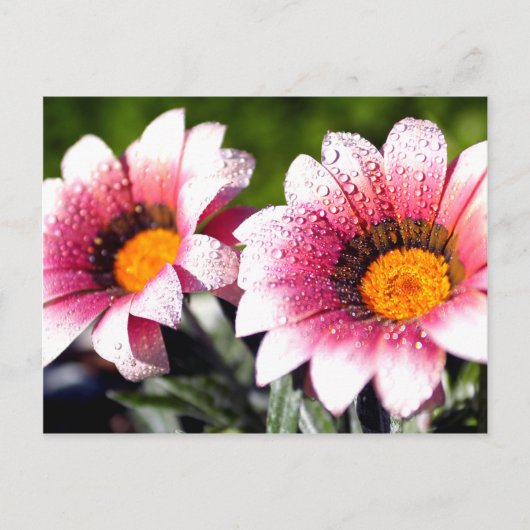 Carte postale Fleurs (Devant)