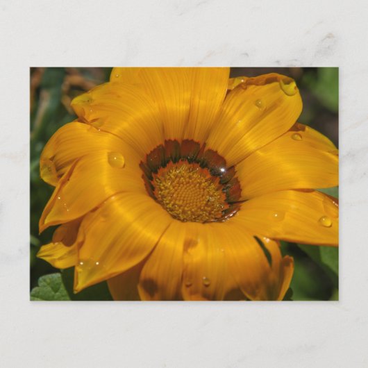 Carte Postale Fleurs (Devant)