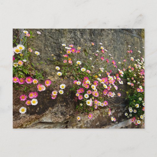 Carte Postale Fleurs (Devant)