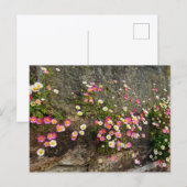 Carte Postale Fleurs (Devant / Derrière)