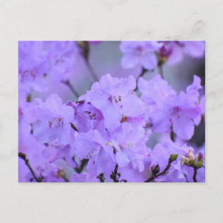 Carte Postale Fleurs