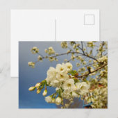 Carte Postale Fleurs (Devant / Derrière)