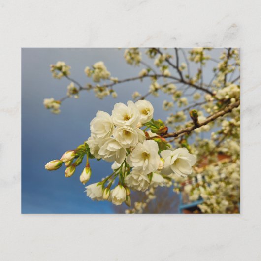 Carte Postale Fleurs (Devant)