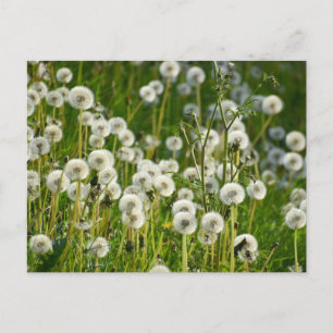 Carte Postale Fleurs