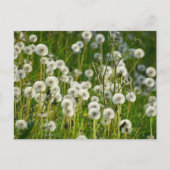 Carte Postale Fleurs (Devant)