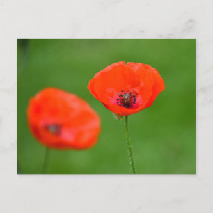 Carte Postale Fleurs