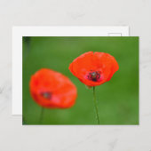 Carte Postale Fleurs (Devant / Derrière)