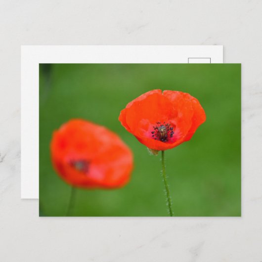 Carte Postale Fleurs (Devant / Derrière)