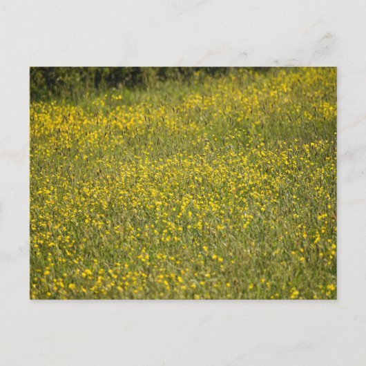 Carte Postale Fleurs (Devant)