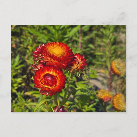 Carte Postale Fleurs (Devant)