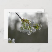 Carte Postale Fleurs (Devant / Derrière)