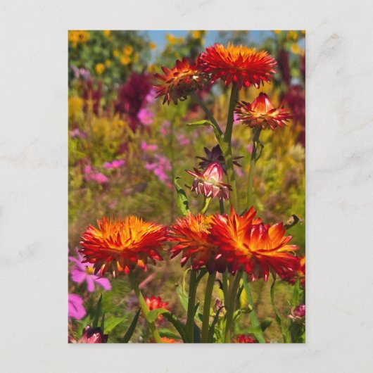 Carte Postale Fleurs (Devant)