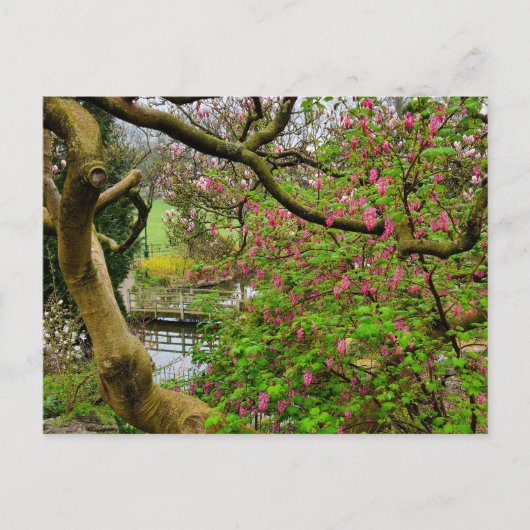 Carte Postale Fleurs (Devant)