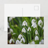 Carte Postale Fleurs (Devant / Derrière)