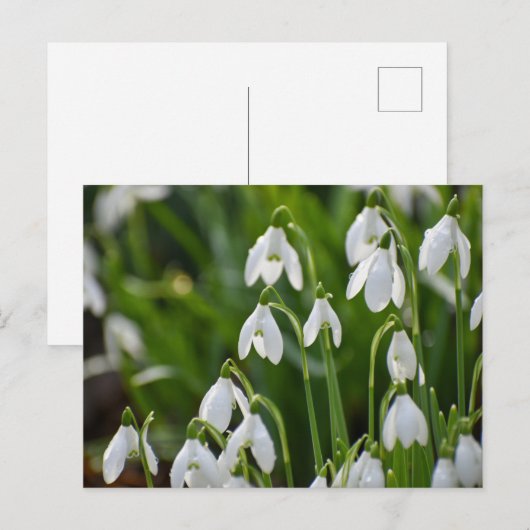 Carte Postale Fleurs (Devant / Derrière)