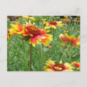 Carte Postale Fleurs (Devant)