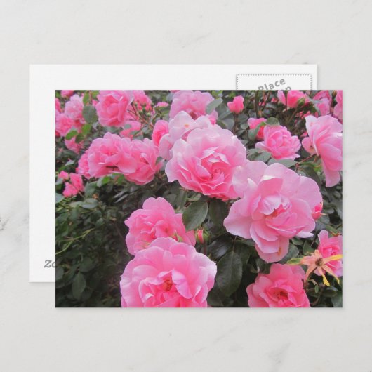 Carte Postale fleurs (Devant / Derrière)