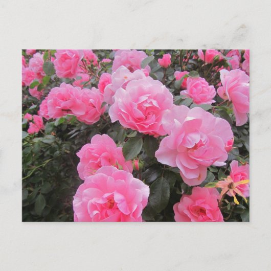Carte Postale fleurs (Devant)