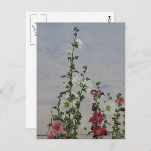 Carte Postale Fleurs (Devant / Derrière)