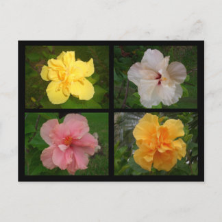 Carte Postale Fleurs