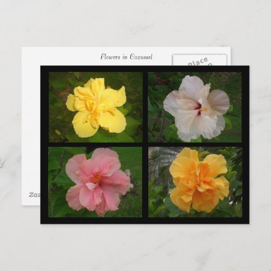 Carte Postale Fleurs (Devant / Derrière)