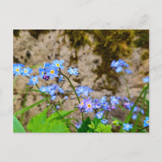 Carte Postale Fleurs (Devant)