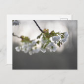 Carte Postale Fleurs (Devant / Derrière)