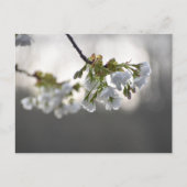 Carte Postale Fleurs (Devant)