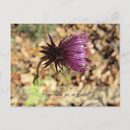 Carte Postale Fleurs... (Devant)