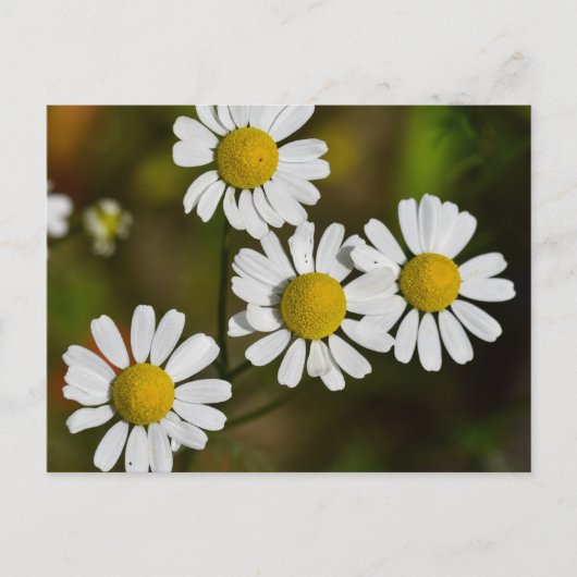 Carte Postale Fleurs (Devant)