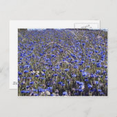 Carte Postale fleurs (Devant / Derrière)