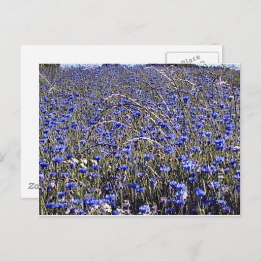 Carte Postale fleurs (Devant / Derrière)