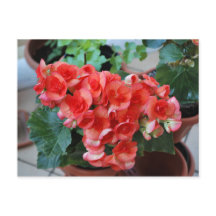 Fleurs