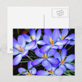 Carte Postale Fleurs (Devant / Derrière)