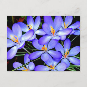 Carte Postale Fleurs