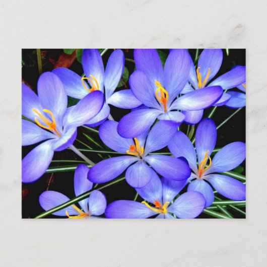 Carte Postale Fleurs (Devant)