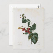 Carte Postale Fleurs 17 (Devant / Derrière)