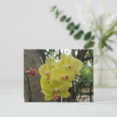 Carte Postale Fleurs à Chiang Mai Thaïlande (Debout devant)