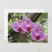 Carte Postale Fleurs à Chiang Mai Thaïlande (Devant / Derrière)