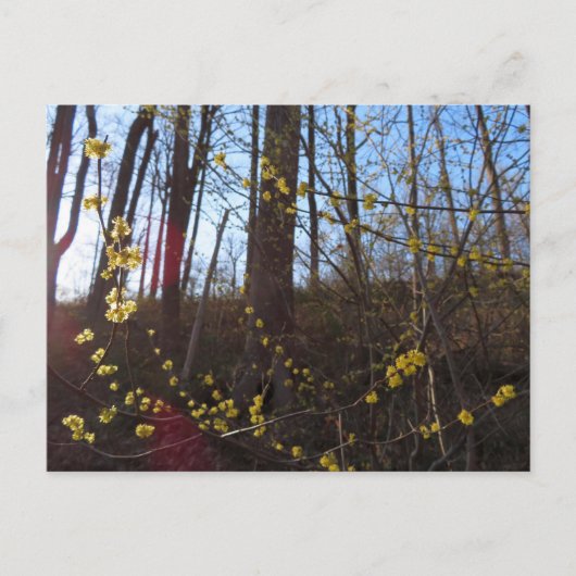 Carte Postale Fleurs à épicéa au printemps (Devant)