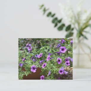Carte Postale Fleurs à fleurs violettes