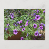 Carte Postale Fleurs à fleurs violettes (Devant)