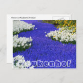 Carte Postale Fleurs à Keukenhof, blanc et violet (Devant / Derrière)