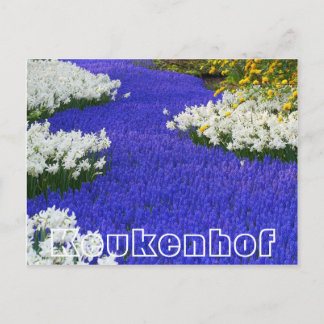 Carte Postale Fleurs à Keukenhof, blanc et violet