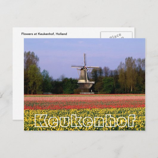 Carte Postale Fleurs à Keukenhof, moulin à vin et champs à bulbe (Devant / Derrière)