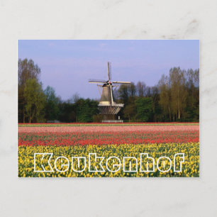 Carte Postale Fleurs à Keukenhof, moulin à vin et champs à bulbe