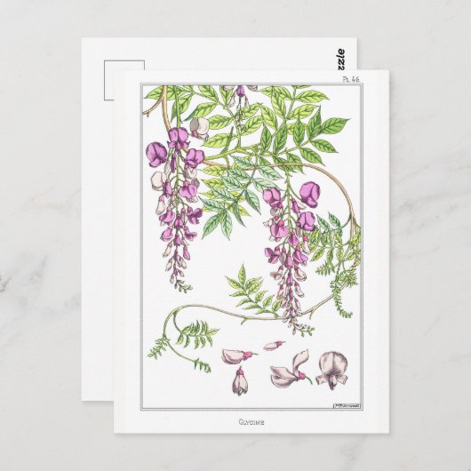 Carte Postale Fleurs à la Wisteria - Maurice Pillard Verneuil - (Devant / Derrière)