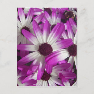 Carte Postale Fleurs à profusion
